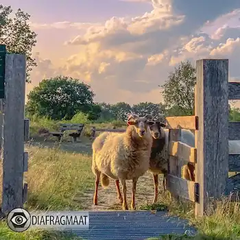 Drentse schapen